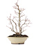 Acer palmatum, 38 cm, ± 20 jaar oud