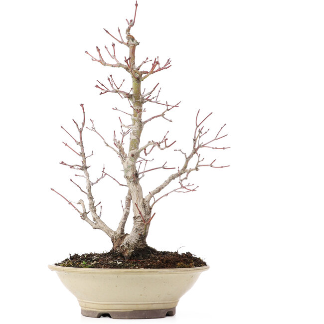 Acer palmatum, 38 cm, ± 20 Jahre alt