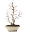 Acer palmatum, 38 cm, ± 20 anni