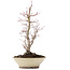 Acer palmatum, 38 cm, ± 20 anni