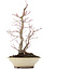 Acer palmatum, 38 cm, ± 20 anni