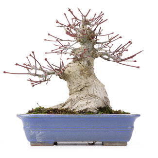 Acer palmatum, 18 cm, ± 25 anni