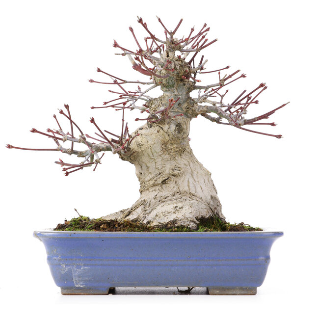 Acer palmatum, 18 cm, ± 25 ans