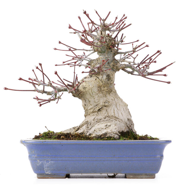 Acer palmatum, 18 cm, ± 25 jaar oud