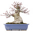 Acer palmatum, 18 cm, ± 25 jaar oud