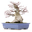 Acer palmatum, 18 cm, ± 25 jaar oud