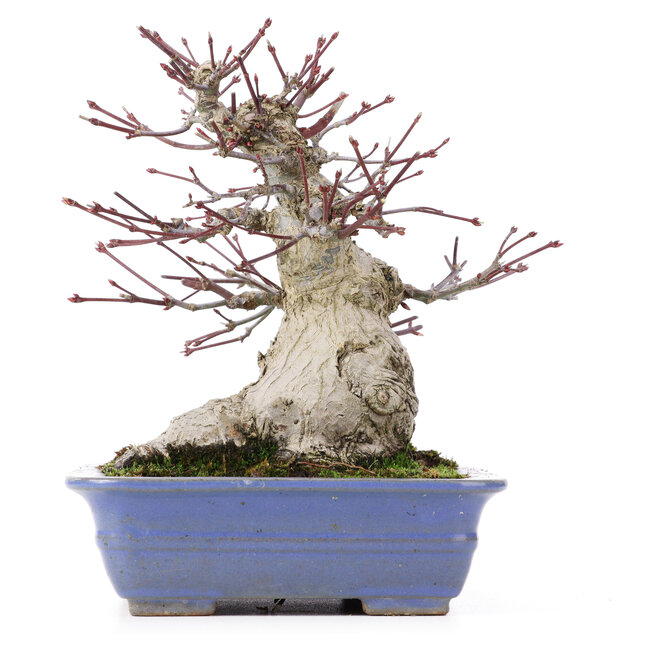 Acer palmatum, 18 cm, ± 25 years old