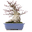 Acer palmatum, 18 cm, ± 25 jaar oud