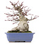 Acer palmatum, 18 cm, ± 25 Jahre alt