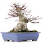 Acer palmatum, 18 cm, ± 25 jaar oud