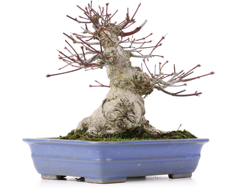 Acer palmatum, 18 cm, ± 25 jaar oud
