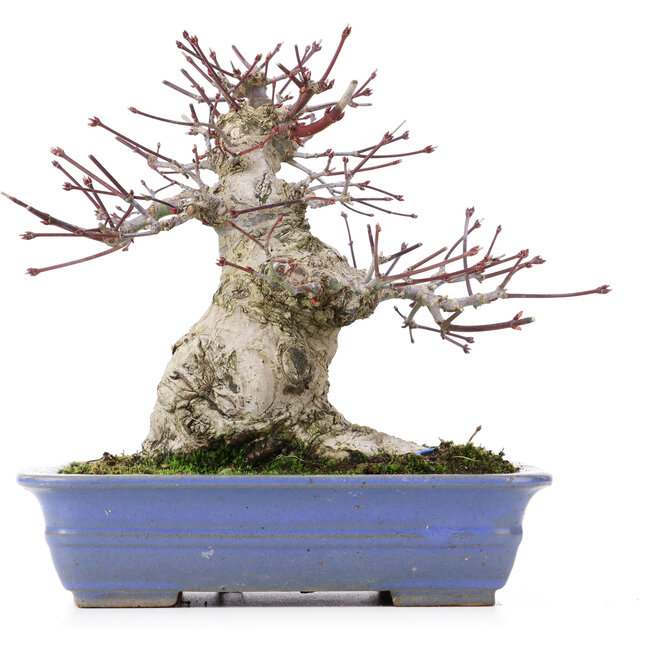 Acer palmatum, 18 cm, ± 25 years old