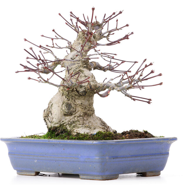 Acer palmatum, 18 cm, ± 25 Jahre alt