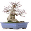 Acer palmatum, 18 cm, ± 25 anni