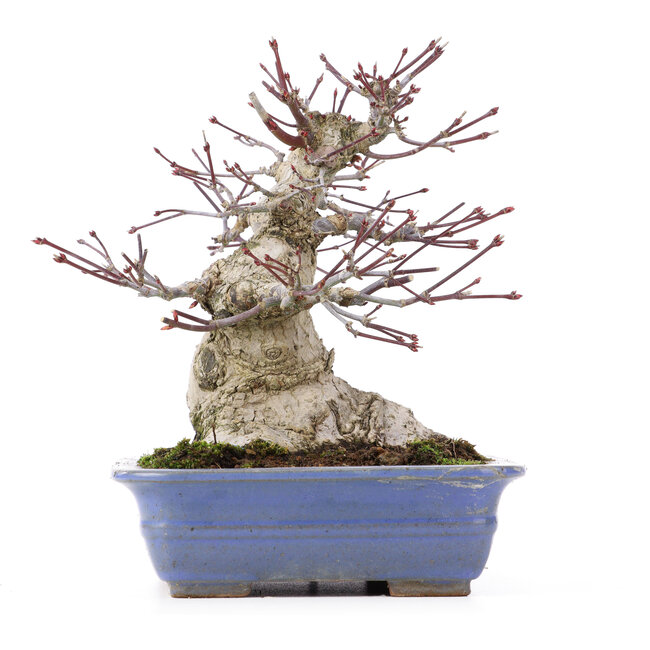 Acer palmatum, 18 cm, ± 25 Jahre alt