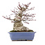 Acer palmatum, 18 cm, ± 25 ans