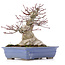 Acer palmatum, 18 cm, ± 25 ans