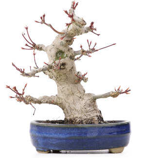 Acer palmatum, 19,5 cm, ± 25 jaar oud