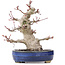 Acer palmatum, 19,5 cm, ± 25 jaar oud