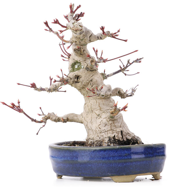 Acer palmatum, 19,5 cm, ± 25 jaar oud