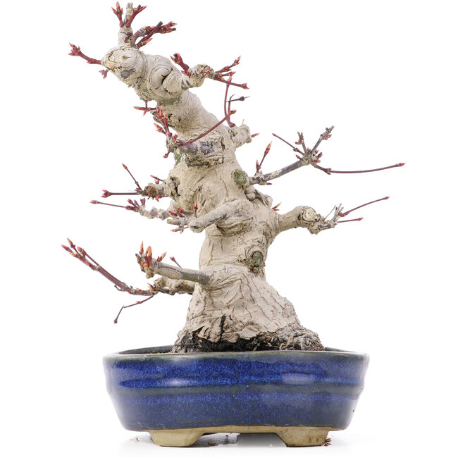 Acer palmatum, 19,5 cm, ± 25 anni