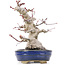 Acer palmatum, 19,5 cm, ± 25 anni