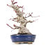 Acer palmatum, 19,5 cm, ± 25 años