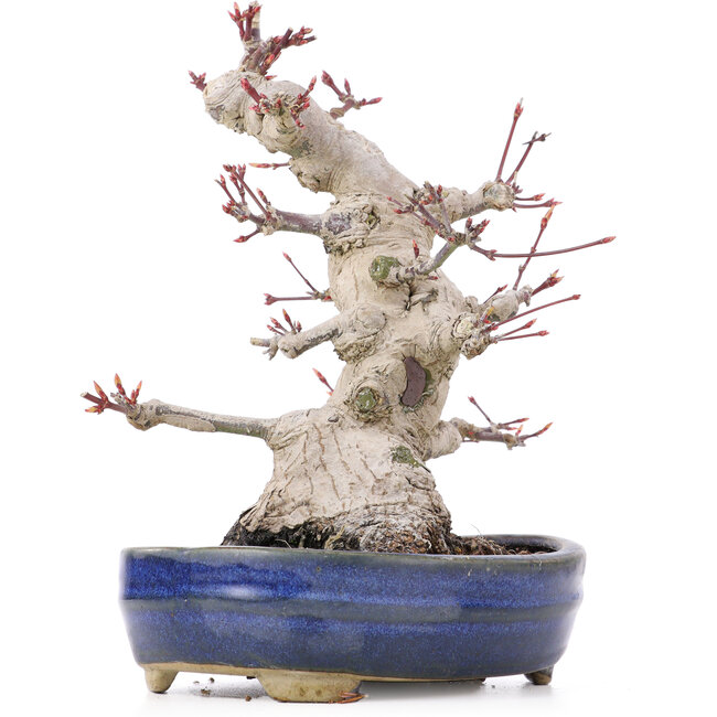 Acer palmatum, 19,5 cm, ± 25 jaar oud