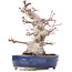 Acer palmatum, 19,5 cm, ± 25 anni