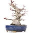 Acer palmatum, 19,5 cm, ± 25 años