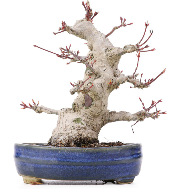 Acer palmatum, 19,5 cm, ± 25 Jahre alt
