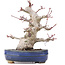 Acer palmatum, 19,5 cm, ± 25 jaar oud