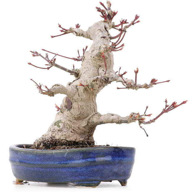 Acer palmatum, 19,5 cm, ± 25 years old