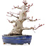 Acer palmatum, 19,5 cm, ± 25 ans