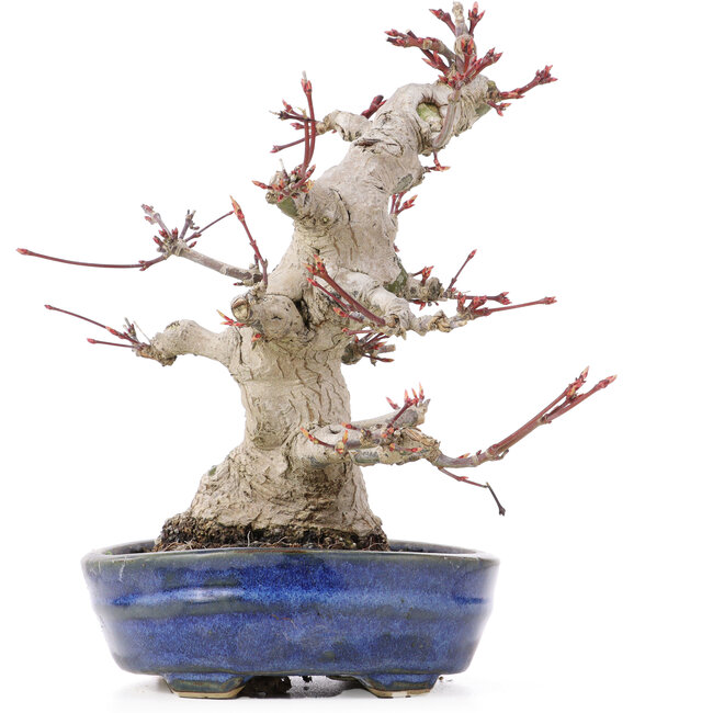 Acer palmatum, 19,5 cm, ± 25 years old