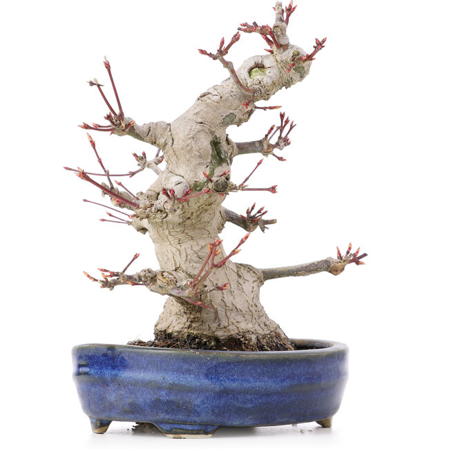 Acer palmatum, 19,5 cm, ± 25 years old