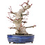 Acer palmatum, 19,5 cm, ± 25 jaar oud