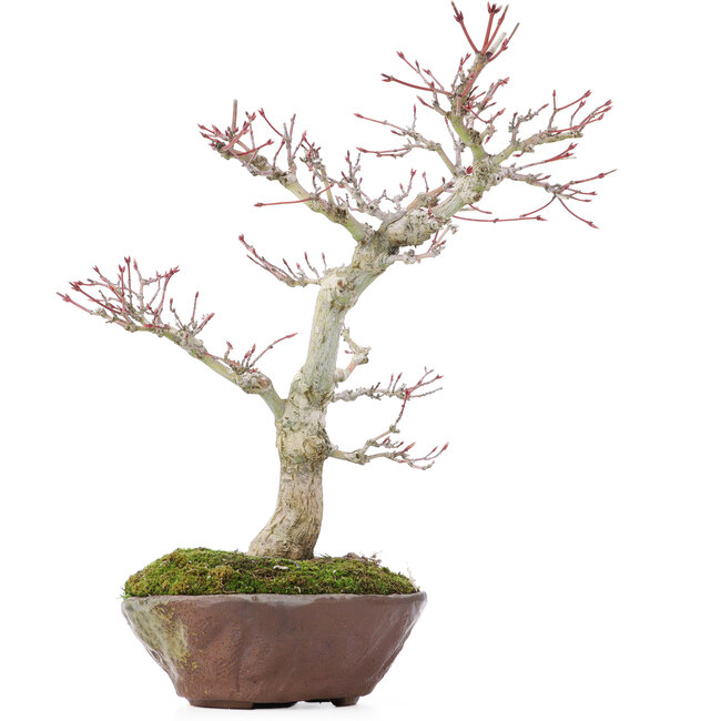 Acer palmatum, 28 cm, ± 15 ans