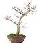 Acer palmatum, 28 cm, ± 15 ans