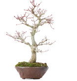 Acer palmatum, 28 cm, ± 15 Jahre alt