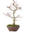 Acer palmatum, 28 cm, ± 15 anni