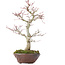 Acer palmatum, 28 cm, ± 15 jaar oud