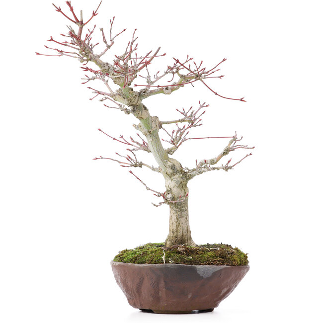 Acer palmatum, 28 cm, ± 15 jaar oud