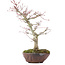 Acer palmatum, 28 cm, ± 15 jaar oud