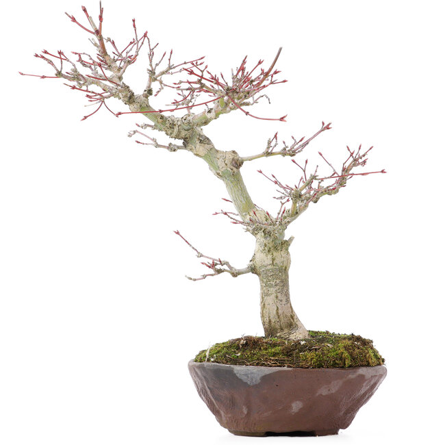 Acer palmatum, 28 cm, ± 15 ans