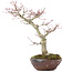 Acer palmatum, 28 cm, ± 15 anni