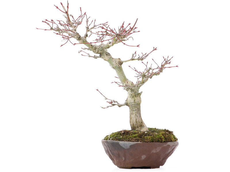 Acer palmatum, 28 cm, ± 15 Jahre alt