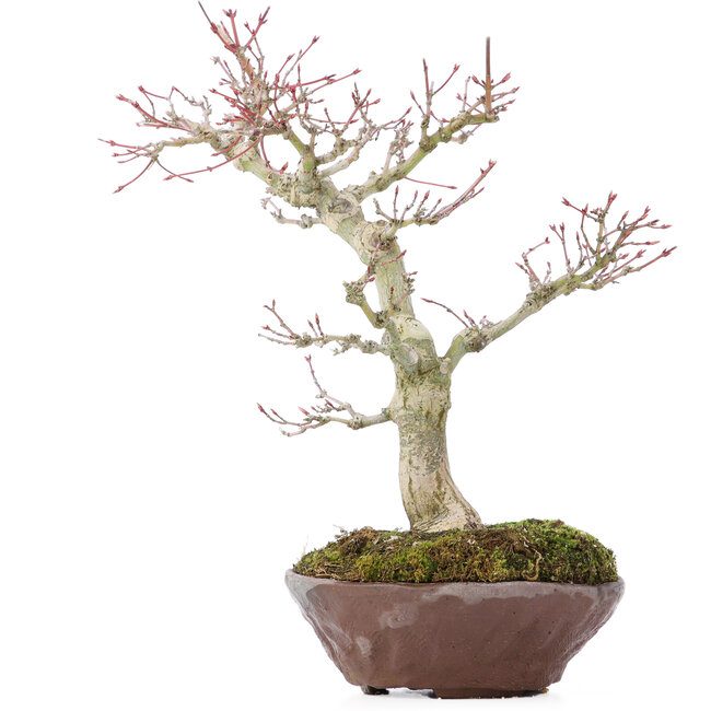 Acer palmatum, 28 cm, ± 15 jaar oud