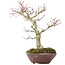 Acer palmatum, 28 cm, ± 15 jaar oud