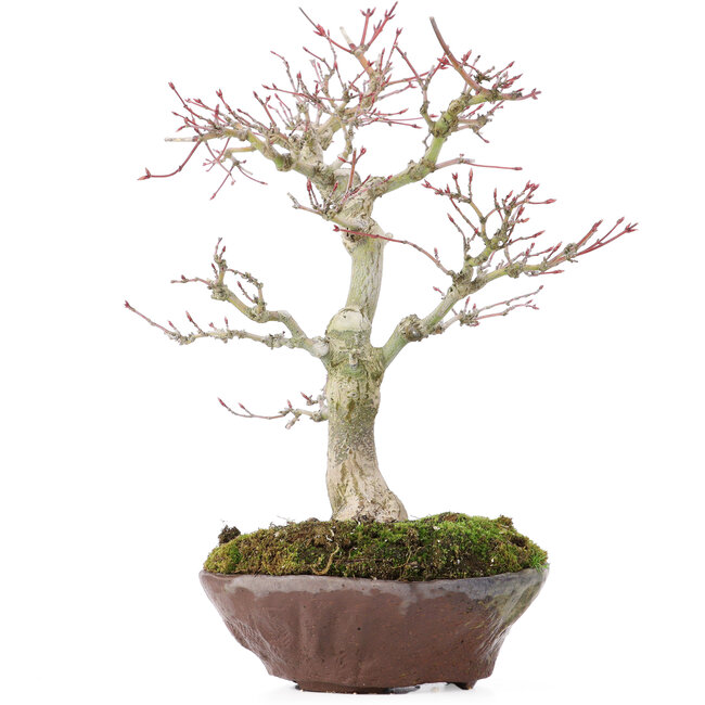 Acer palmatum, 28 cm, ± 15 jaar oud